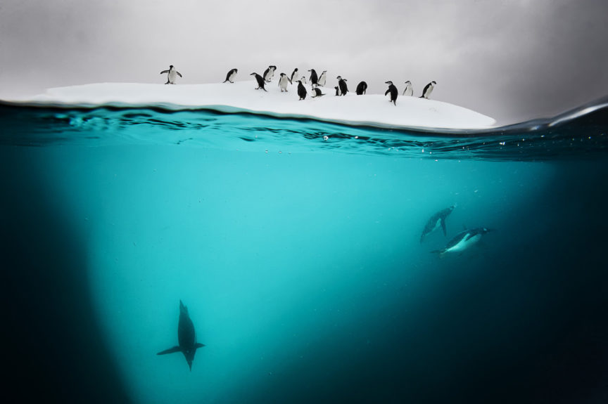 Antarctic & SubAntarctic David Doubilet