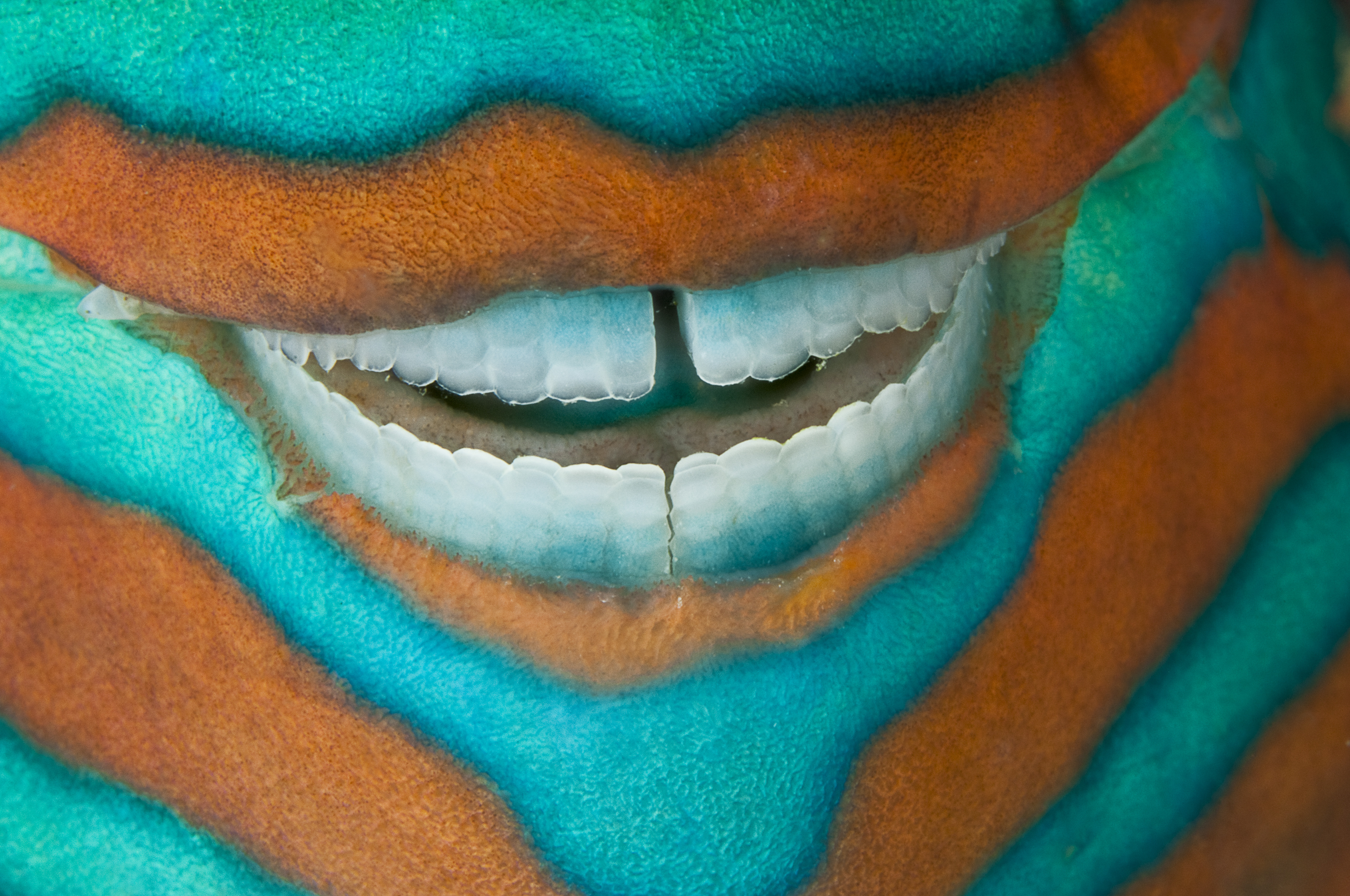 parrot fish smile