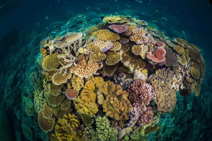 Great Barrier Reef - David Doubilet