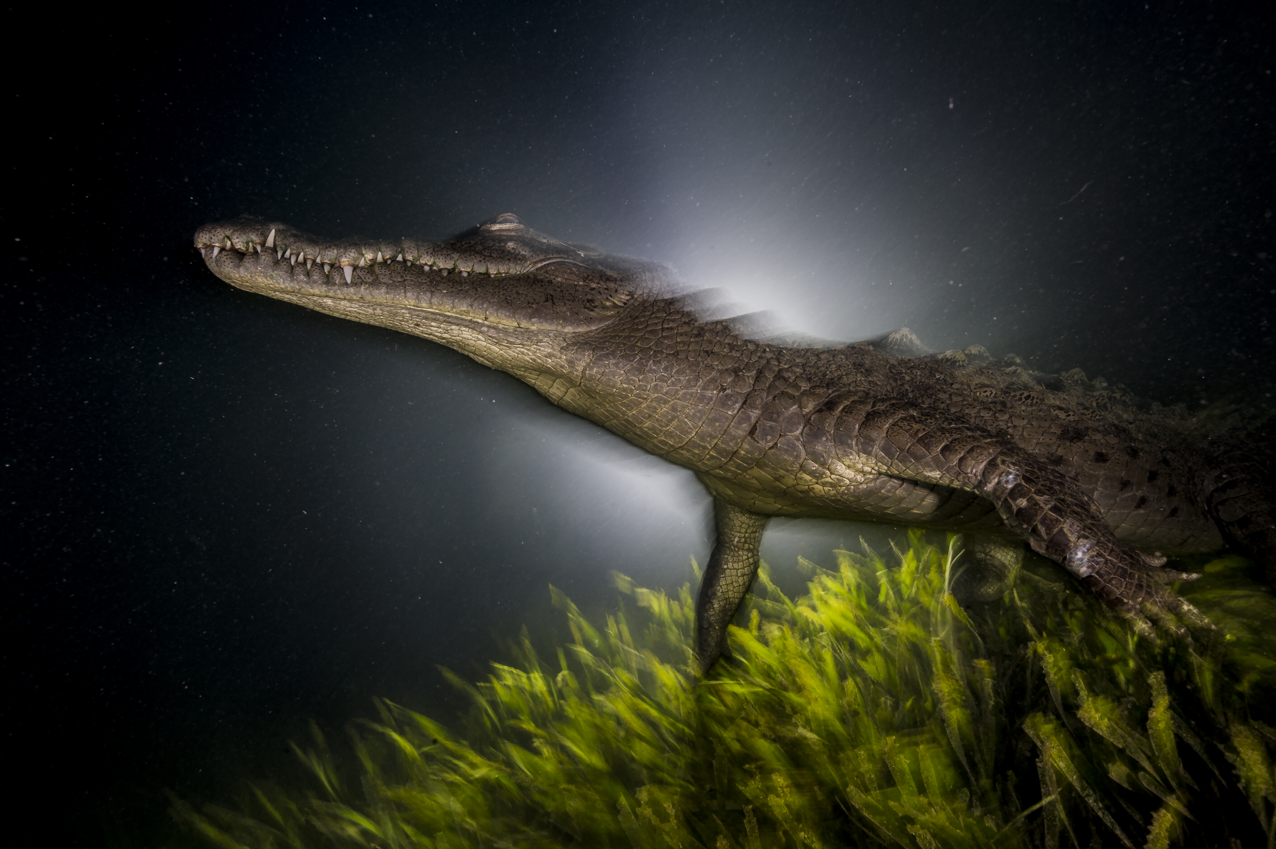 Географик. Острорылый крокодил. Лучшие фото. Лучшие фотографии. National Geographic фотографии.