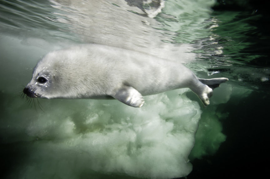 Harp Seals Gulf of St.Lawrence David Doubilet