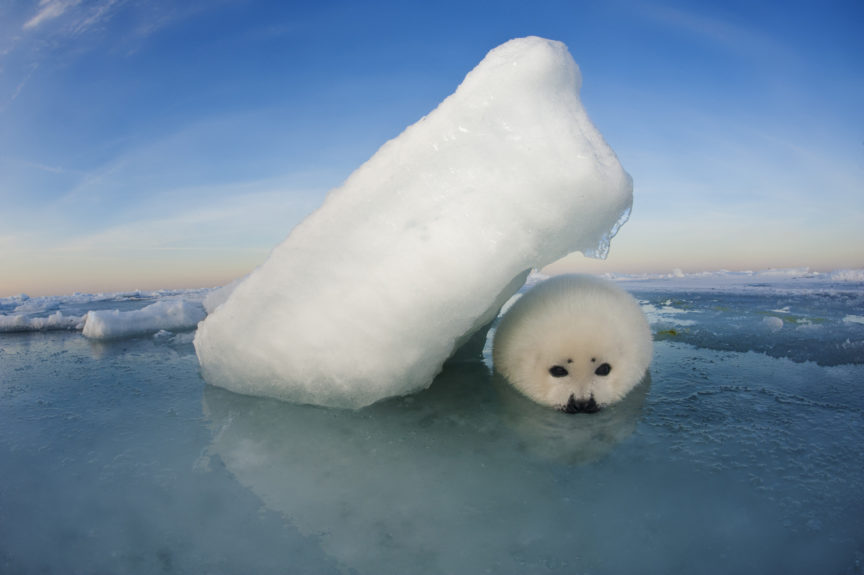 Harp Seals Gulf Of St Lawrence David Doubilet