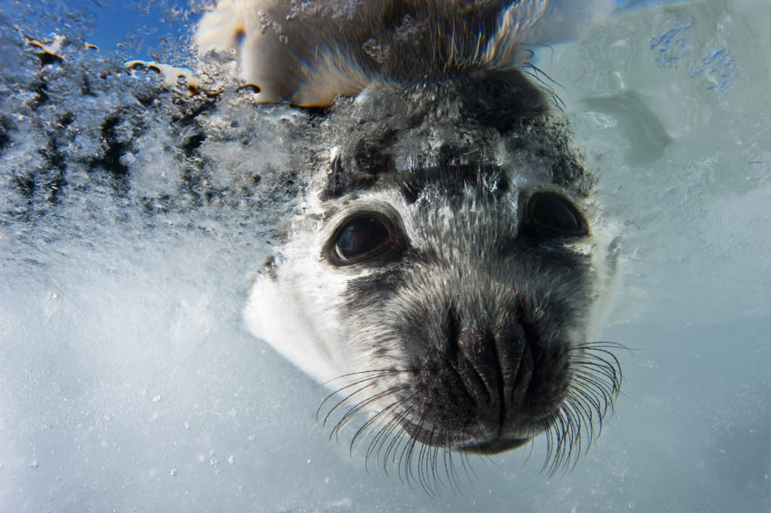 Harp Seals Gulf of St.Lawrence David Doubilet