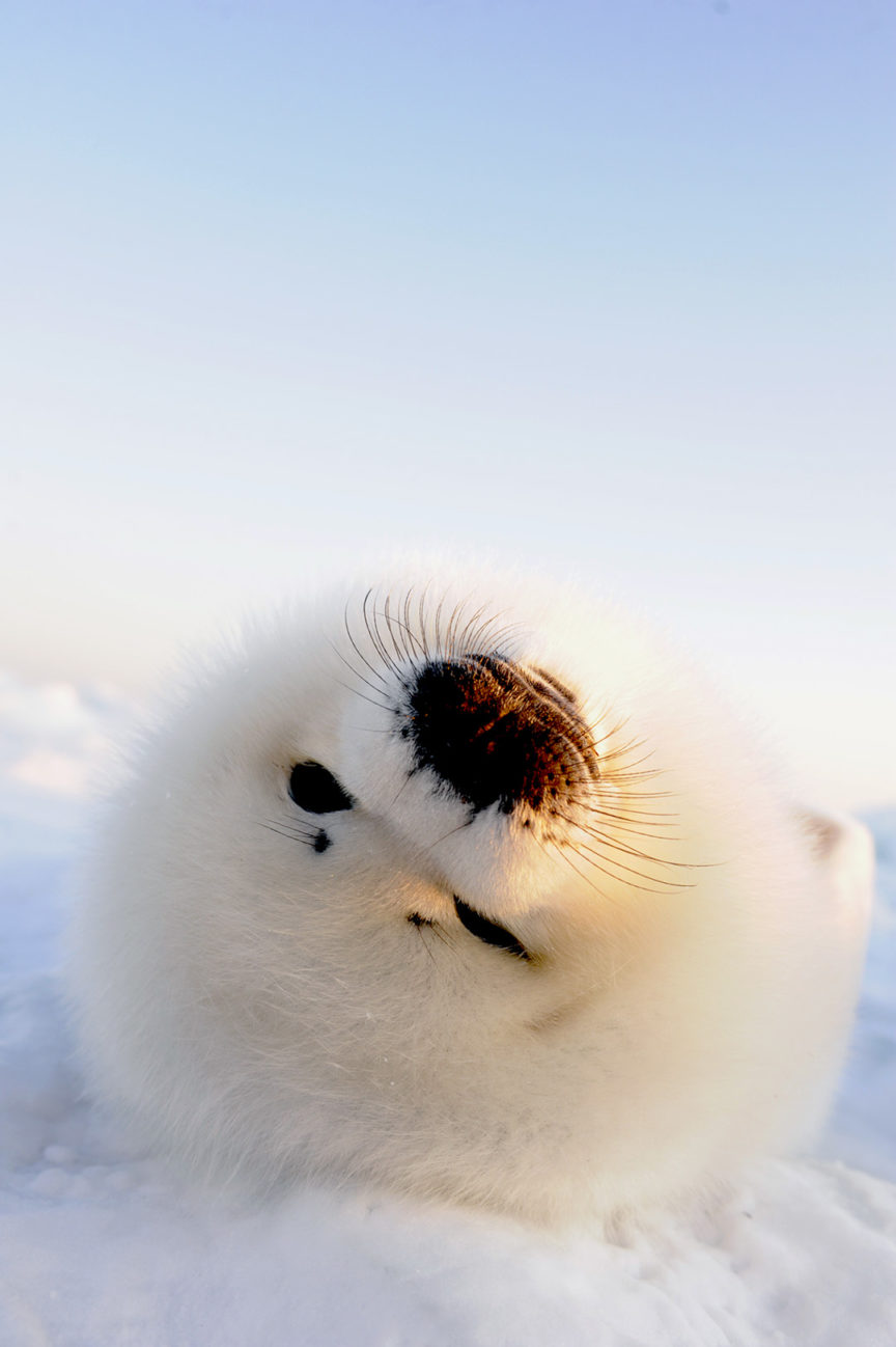 Harp Seals Gulf Of St Lawrence David Doubilet And Jennifer Hayes