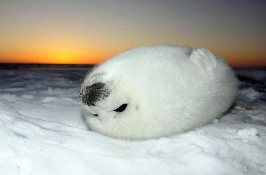 Harp Seals Gulf Of St Lawrence David Doubilet