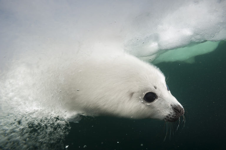 Harp Seals Gulf Of St Lawrence David Doubilet And Jennifer Hayes