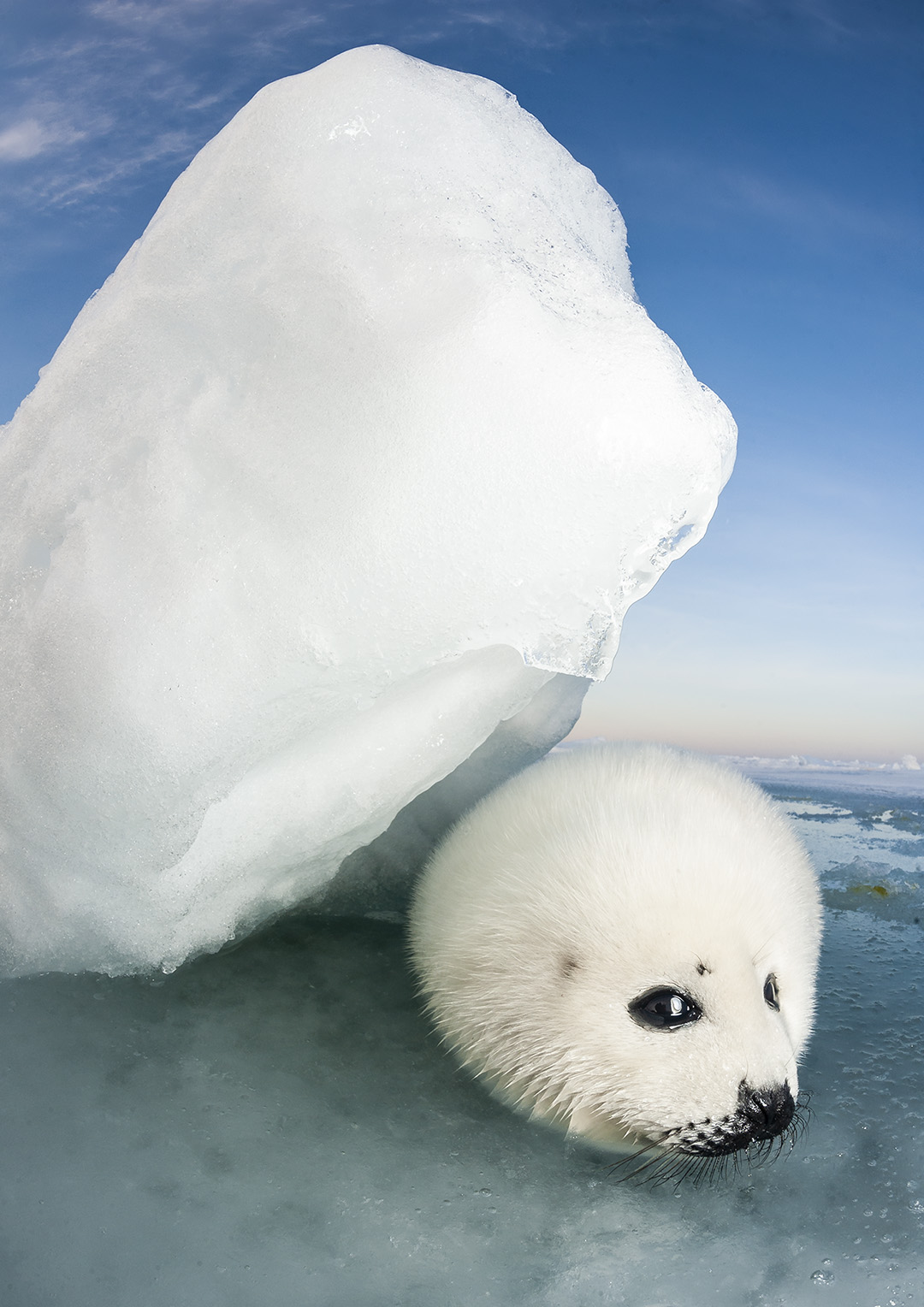 harp seal pup wallpaper