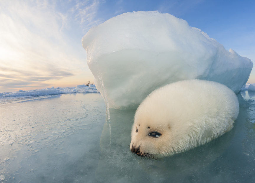Harp Seals Gulf of St.Lawrence David Doubilet