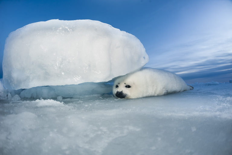 Harp Seals Gulf Of St Lawrence David Doubilet And Jennifer Hayes