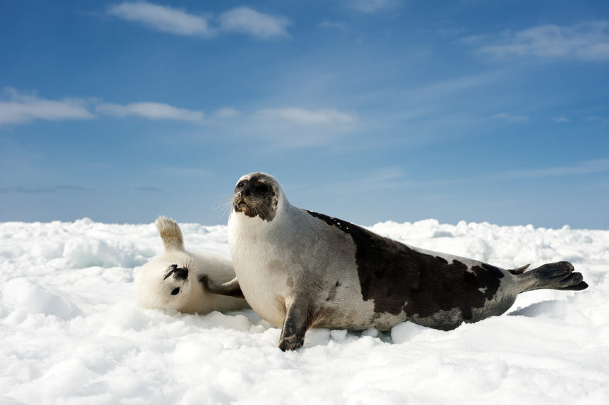 Harp Seals - Gulf of St.Lawrence - David Doubilet