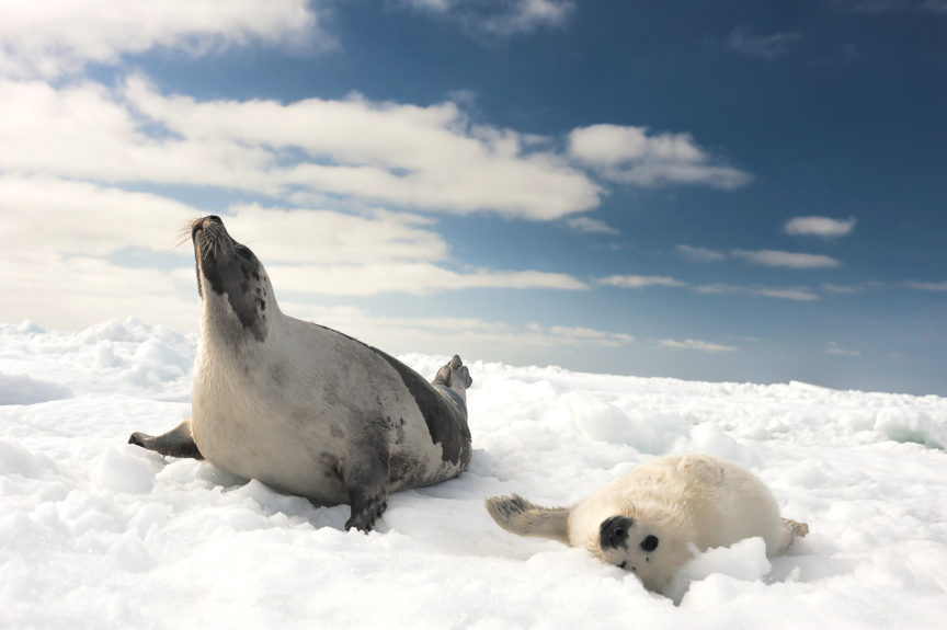 Harp Seals Gulf Of St Lawrence David Doubilet